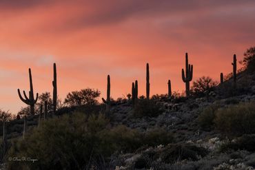 Sunset over a hill in Arizona with silhouetted Saguaro Cacti on the horizon