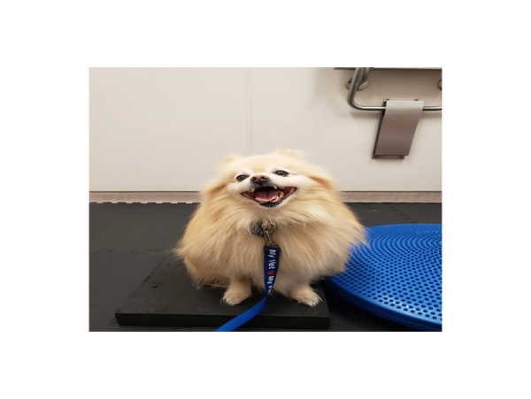 Rehabilitation Referral | Strathroy Animal Clinic Rehabilitation Referral | Strathroy Animal Clinic
