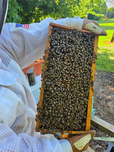 A beekeeper holds a frame covered in bees outdoors.