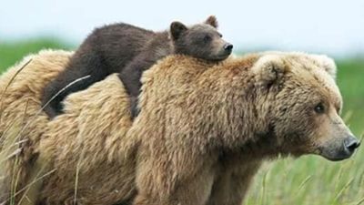 Cub bear resting on adult bear's back.