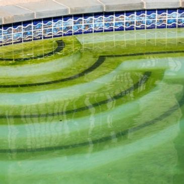 Green Pool with Algae