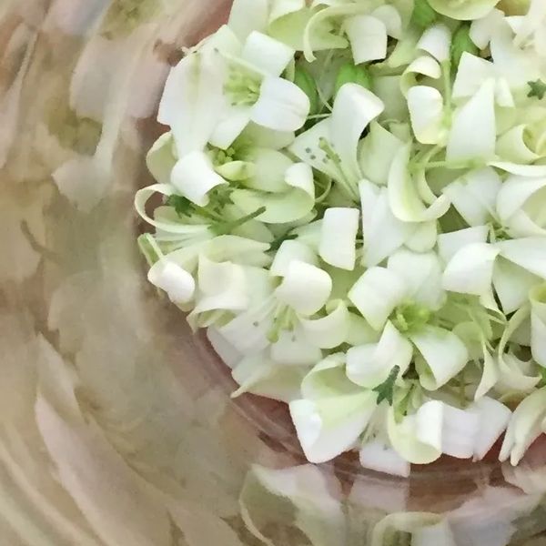 Murraya Paniculata picked and collected petals in a glass bottle