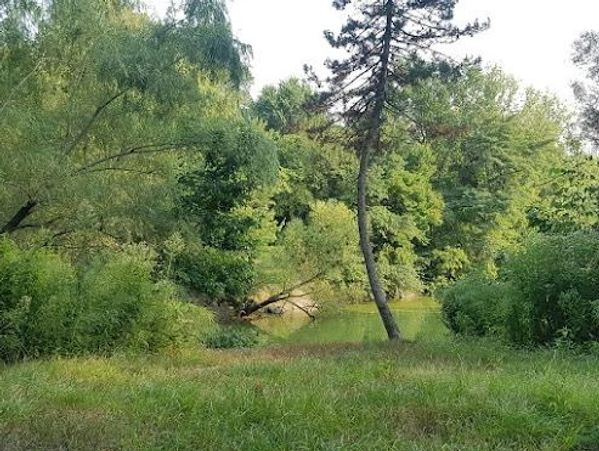 forest and lake