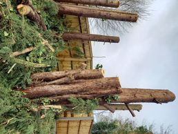 TREE REMOVAL IN BASINGSTOKE
OAKRIDGE