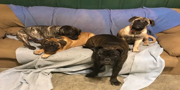 Bullmastiffs
