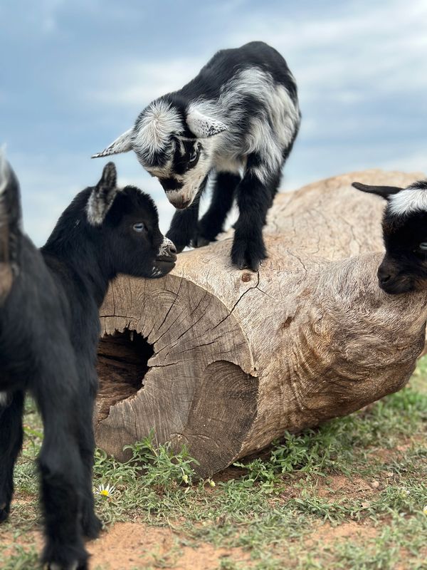 Dwarf Goat Farm