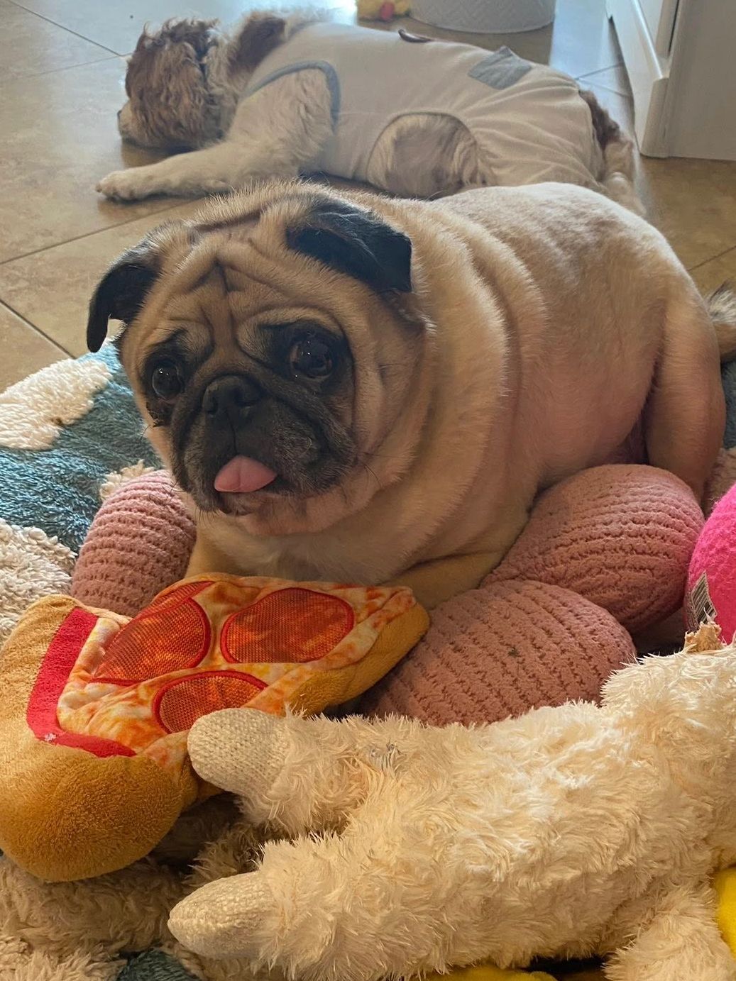 Pug Rescue of Florida & Georgia