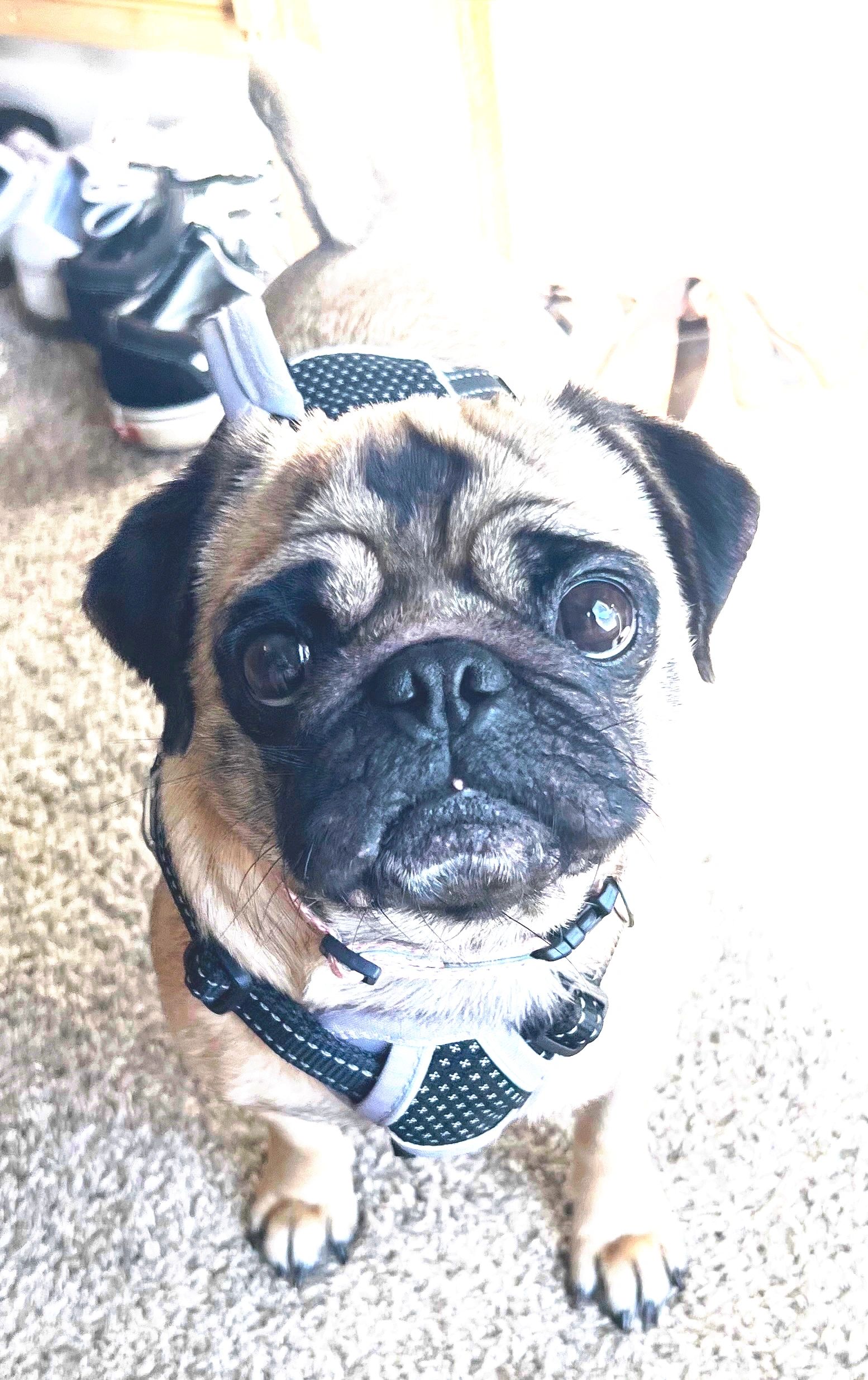 Beatrice *Adoption Pending*