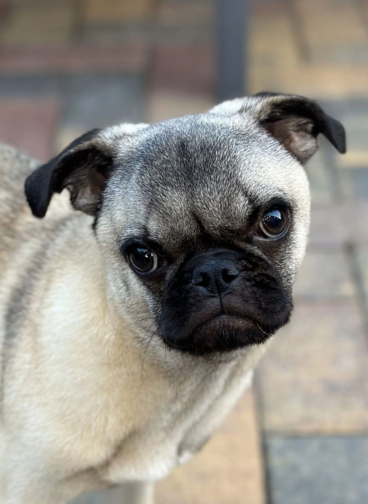 The Facts About Fostering With Bapp - Bay Area Pug Project Revealed thumbnail