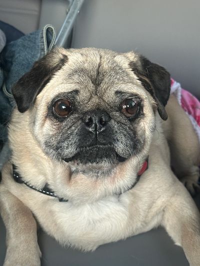 Close-up of a pug with expressive eyes lying down.