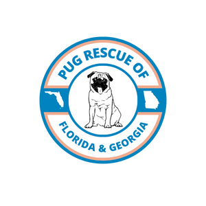 Pug Rescue of Florida & Georgia - Pug Rescue, Pugs for Adoption