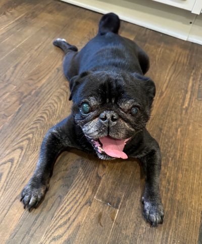 black male pug laying on the floor 