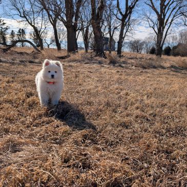 White fluffy dog walking in a dry grassy field.