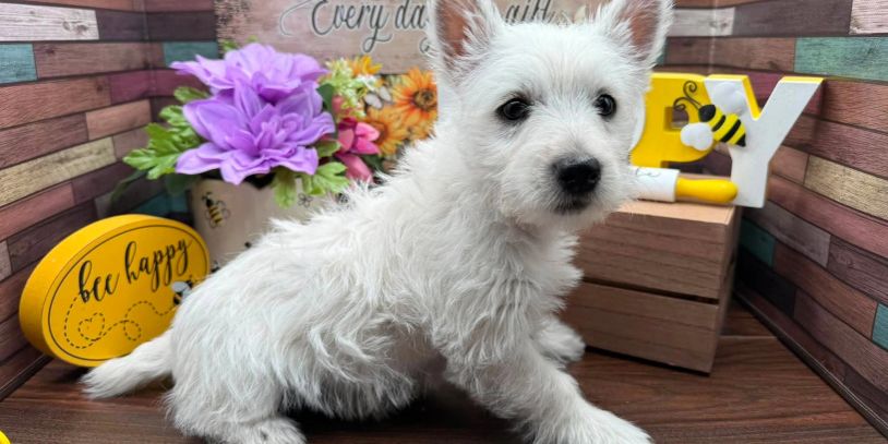 White fluffy puppy sitting on wooden floor with flowers and cheerful decor.