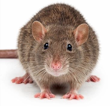 fumigacion ratas