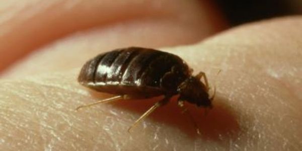 Close-up of a bed bug on human skin.