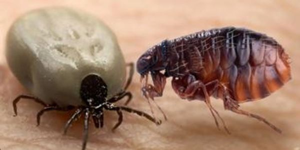Close-up of a tick and a flea on skin.