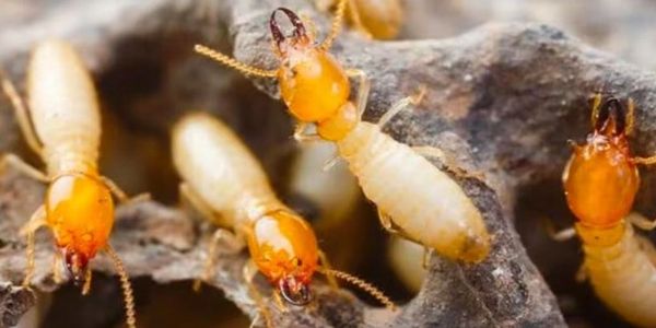 Close-up of termites on wood, showing their orange heads and pale bodies.