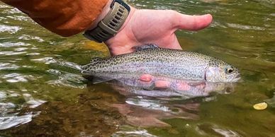 Hand holding a rainbow trout above clear water.