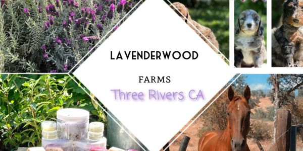 Lavenderwood Farms in Three Rivers, CA features lavender, puppies, skincare, and horses.