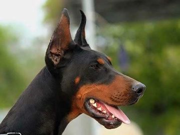 Celebrity the world famous Doberman. International Champion