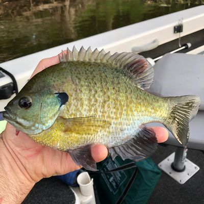 11 1/4" blue gill