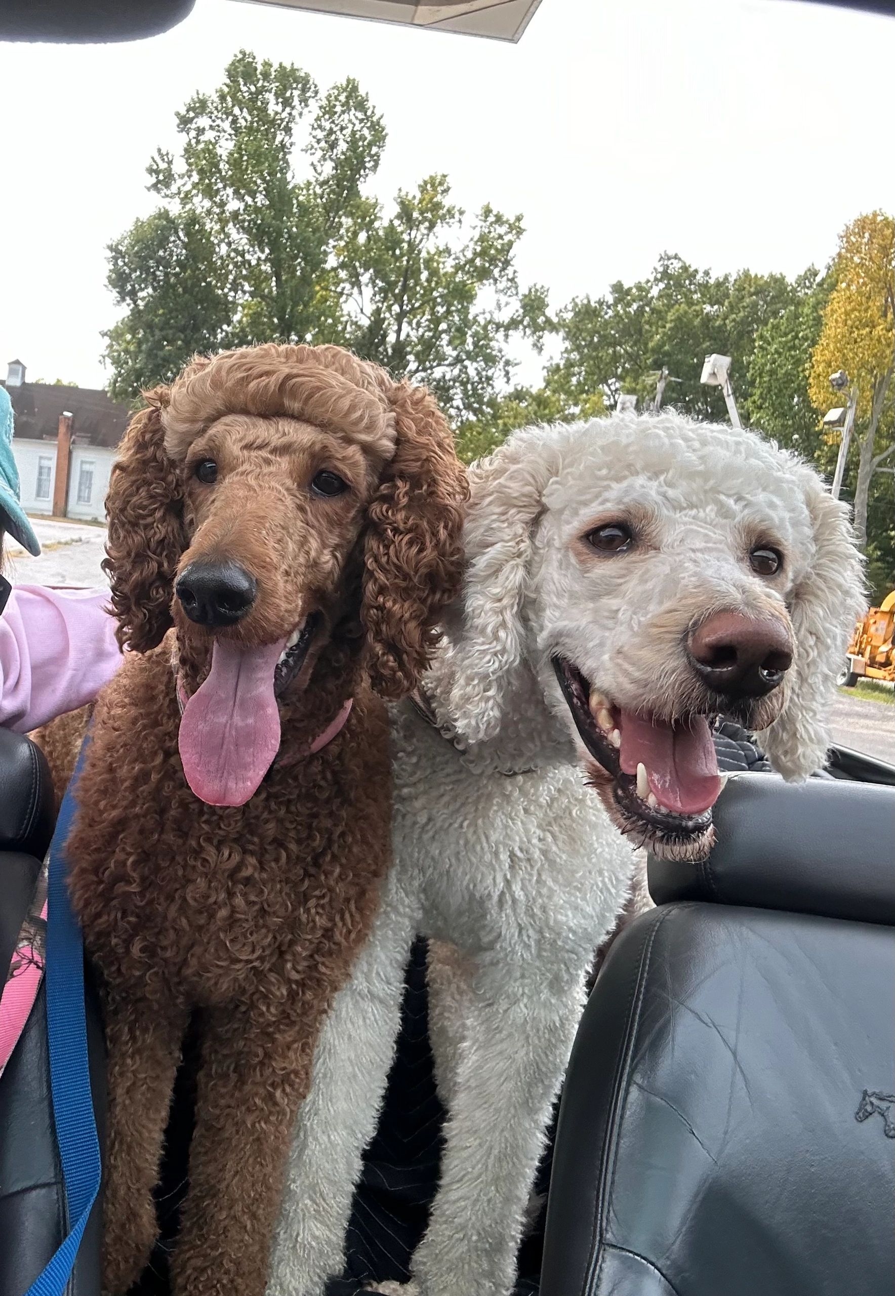 Red & apricot poodles in backseat of convertible Mustang.