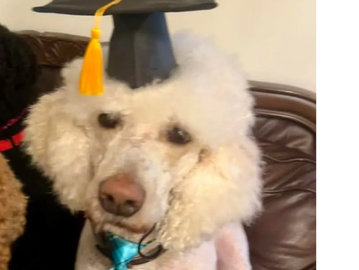 Apricot poodle with graduation cap.