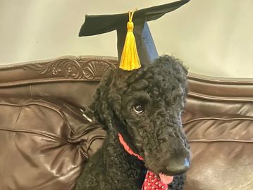 Black poodle with graduation cap.