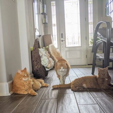 3 cats modeling for the pet sitter
