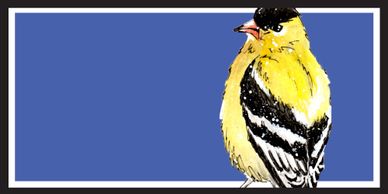 American Goldfinch