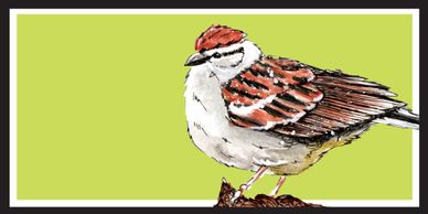 Chipping Sparrow