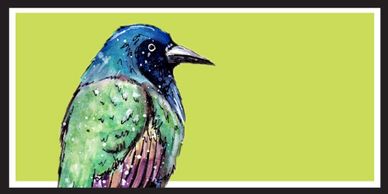 Common Grackle