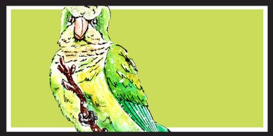 Monk Parakeet
