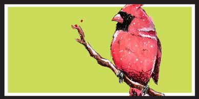Northern Cardinal