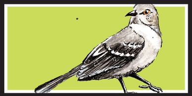 Northern Mockingbird