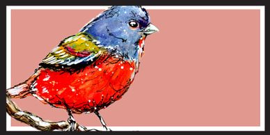 Painted Bunting