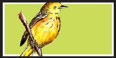 Yellow Warbler