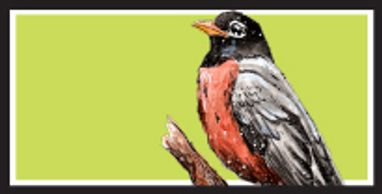 American Robin