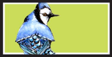 Blue Jay