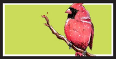 Northern Cardinal