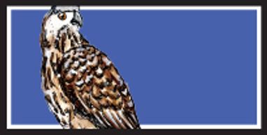 Cooper's Hawk