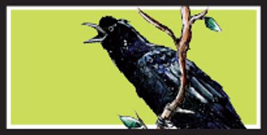 Great Tailed Grackle