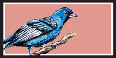 Indigo Bunting