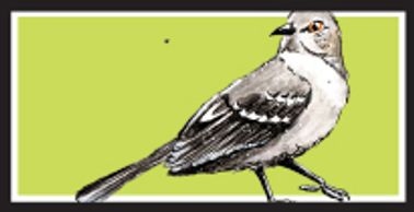 Northern Mockingbird