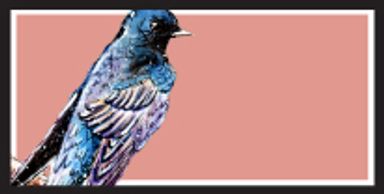 Purple Martin