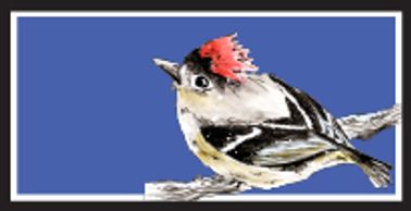Ruby Crowned Kinglet