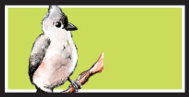 Tufted Titmouse