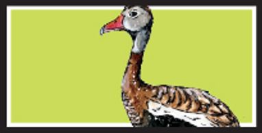 Black-Bellied Whistling Duck