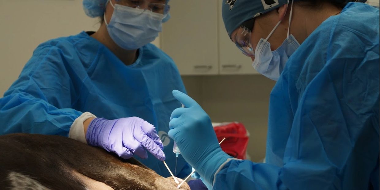 Dr. Michelle Meyer performing an IsoPet® treatment on a soft tissue sarcoma in 2024.